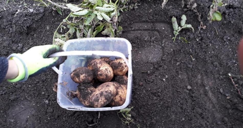 Kartoffelernte im Herbst 